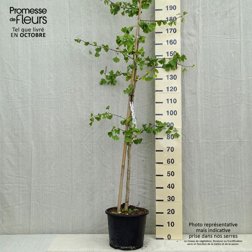 Amostra de Ginkgo biloba Vaso de 6 L/7 L tal como entregue no outono