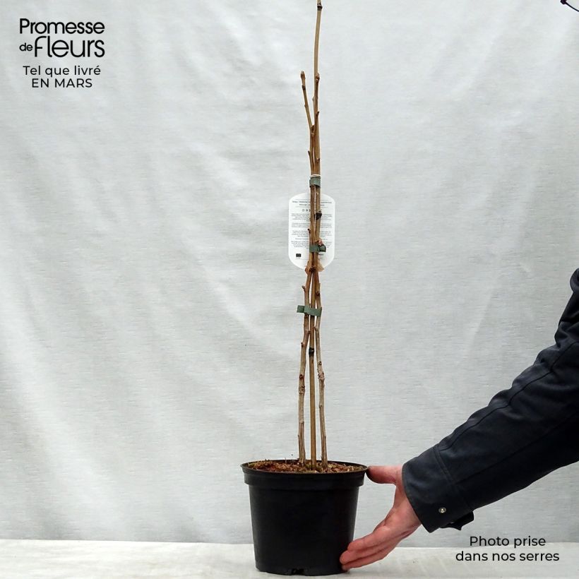 Amostra de Ginkgo biloba Vaso de 2 L/3 L tal como entregue na primavera