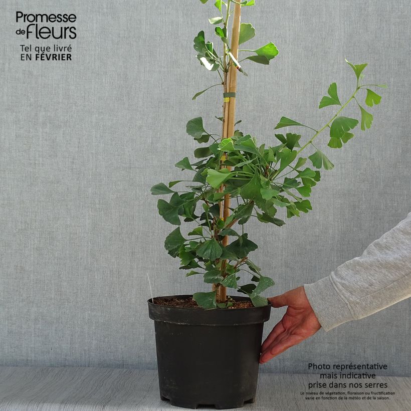 Amostra de Ginkgo biloba Autumn Gold Vaso de 6 L/7 L tal como entregue no outono