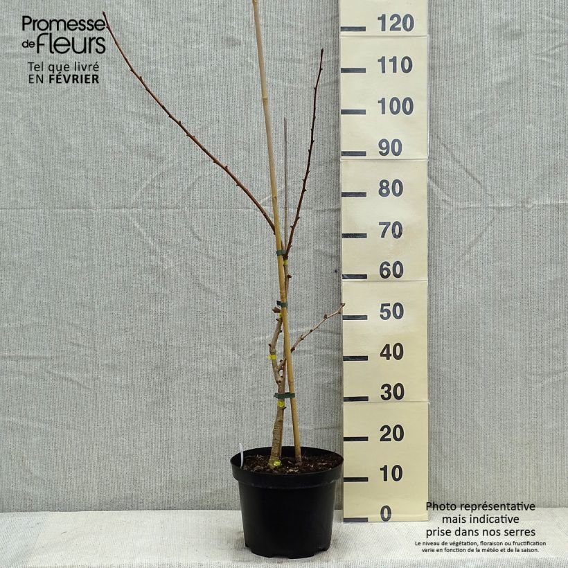 Amostra de Ginkgo biloba Autumn Gold - Arbre aux quarante écus Vaso de 6 L/7 L tal como entregue no inverno