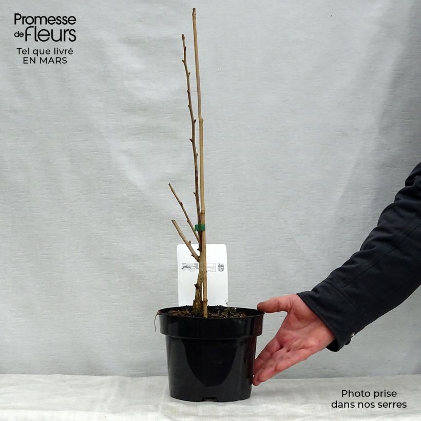 Amostra de Ginkgo biloba Blagon Vaso de 1 L/1,5 L tal como entregue na primavera