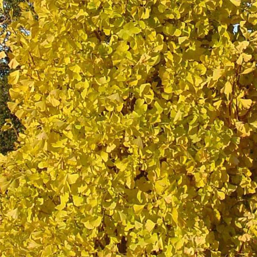 Ginkgo biloba Blagon (Folhagem)