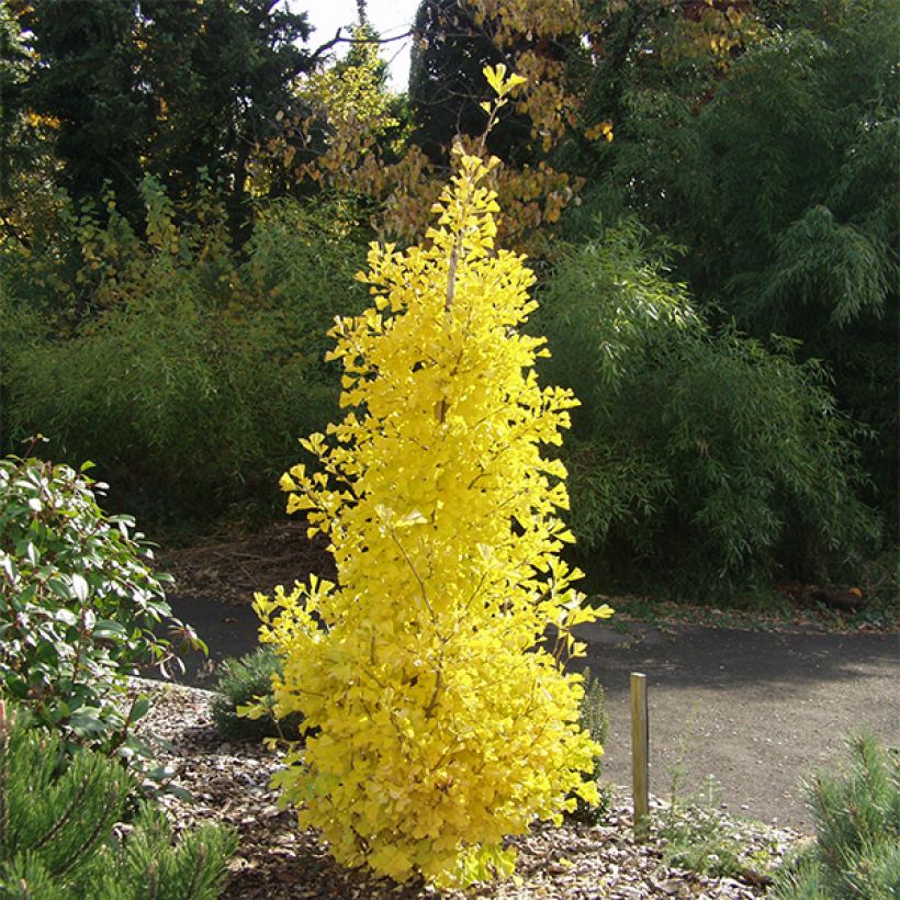 Ginkgo biloba Blagon (Hábito)