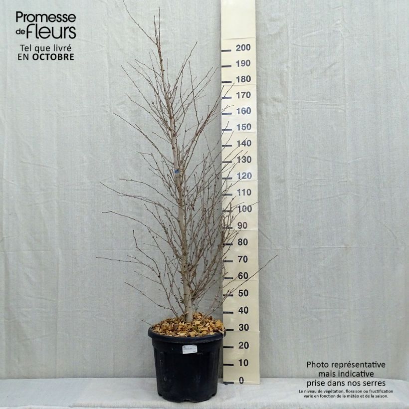 Amostra de Ginkgo biloba Eiffel Vaso de 30 L/35 L tal como entregue no outono