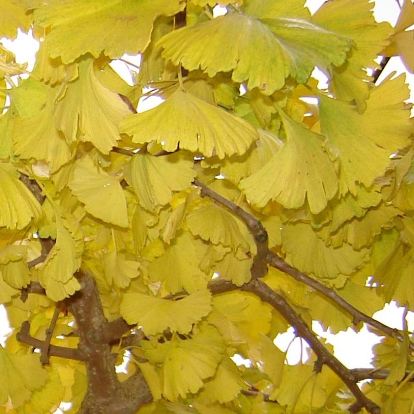Ginkgo biloba Horizontalis (Folhagem)