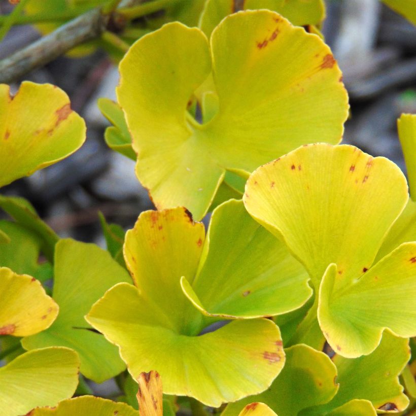 Ginkgo biloba Mariken (Folhagem)