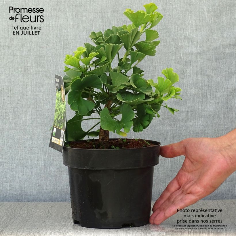 Amostra de Ginkgo biloba Mariken Vaso de 2 L/3 L, Arbusto tal como entregue no verão