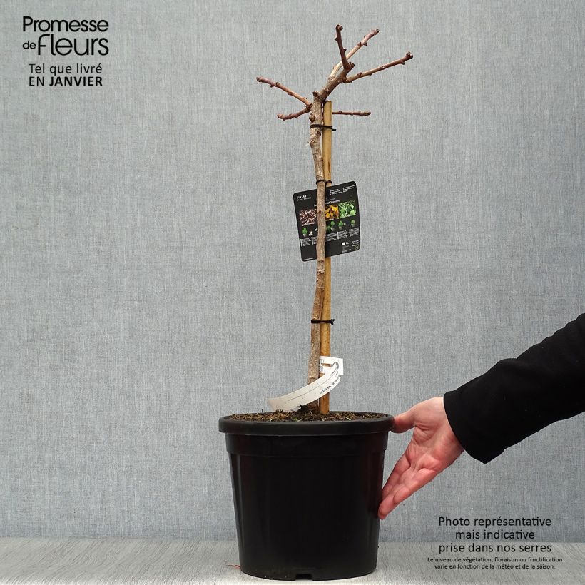 Amostra de Ginkgo biloba Mariken Vaso de 7,5 L/10 L tal como entregue no inverno