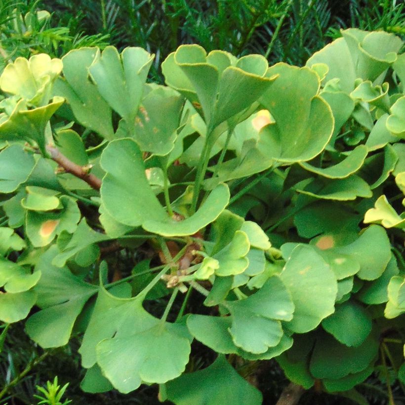 Ginkgo biloba Troll (Folhagem)