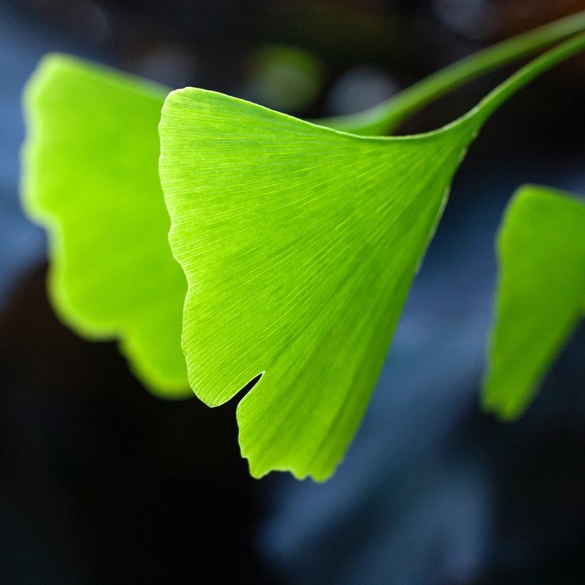 Ginkgo biloba Pendula (Folhagem)