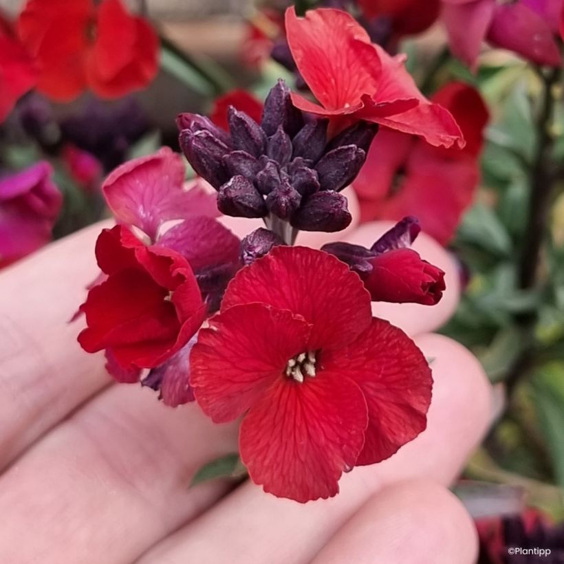 Erysimum Colour Vibe Red (Floração)