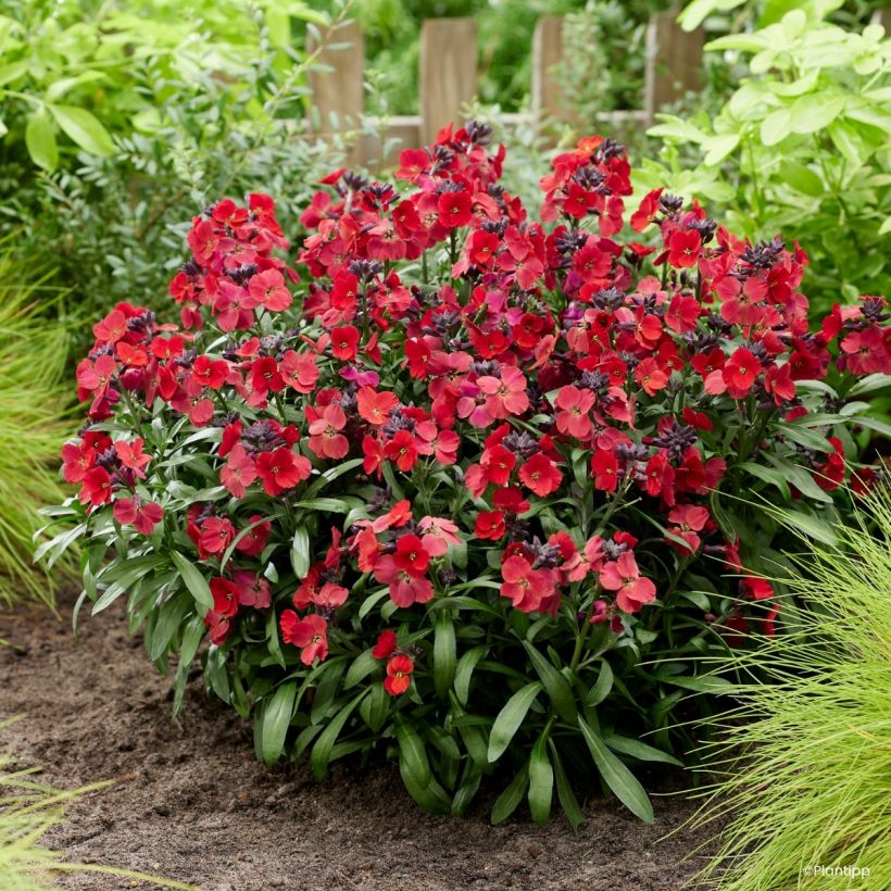Erysimum Colour Vibe Red (Hábito)