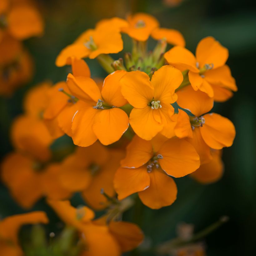 Erysimum Apricot Twist (Floração)
