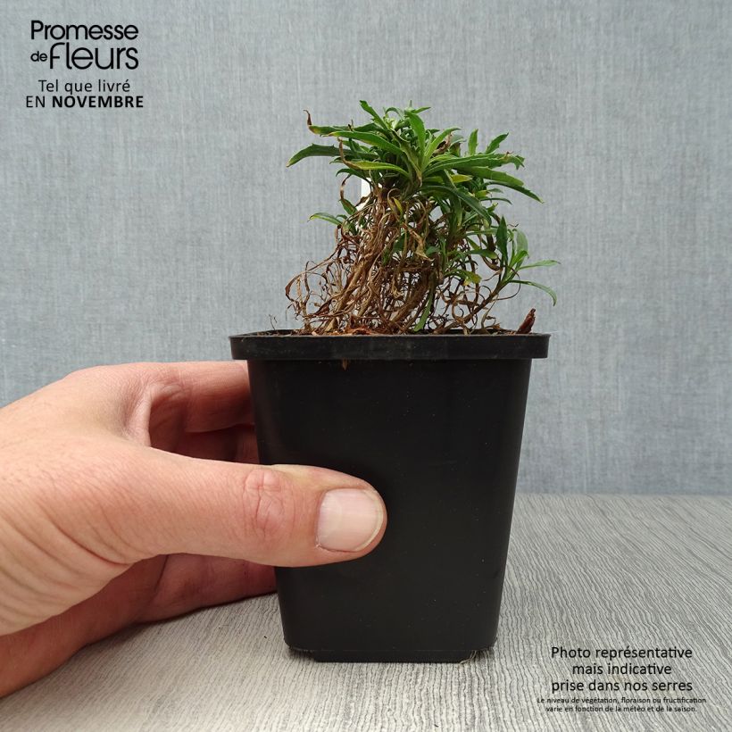 Amostra de Erysimum Constant Cheer Vaso de 8/9 cm tal como entregue no outono