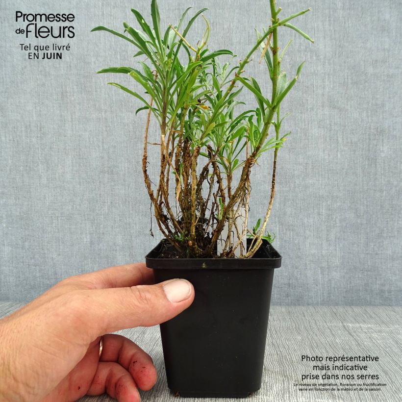 Amostra de Erysimum Constant Cheer Vaso de 8/9 cm tal como entregue no verão