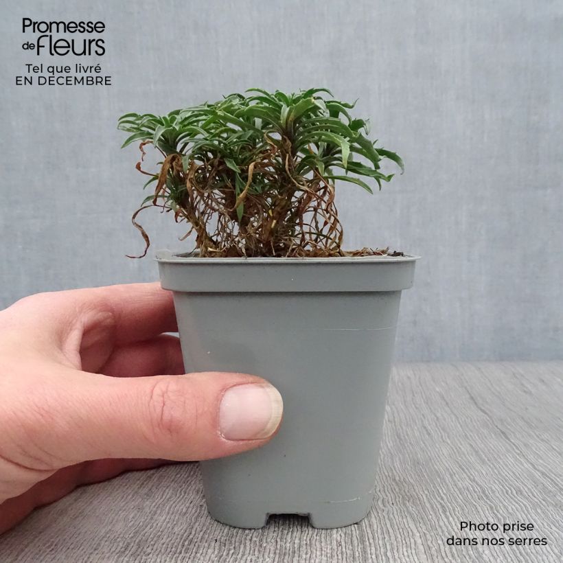 Amostra de Giroflée - Erysimum Constant Cheer Vaso de 8/9 cm tal como entregue no inverno