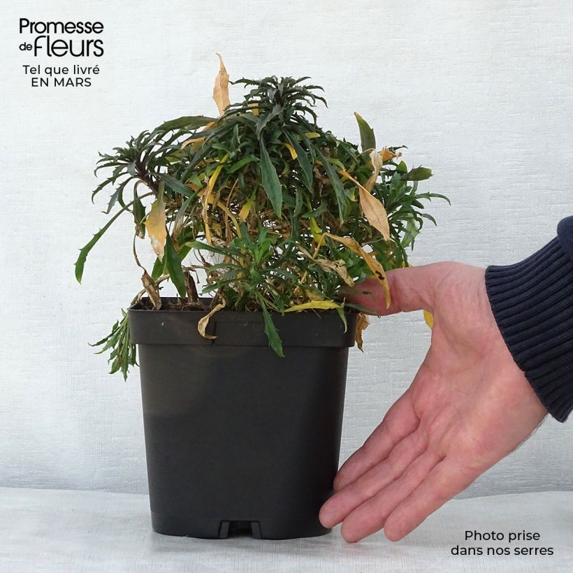 Amostra de Erysimum Constant Cheer Vaso de 2 L/3 L tal como entregue na primavera