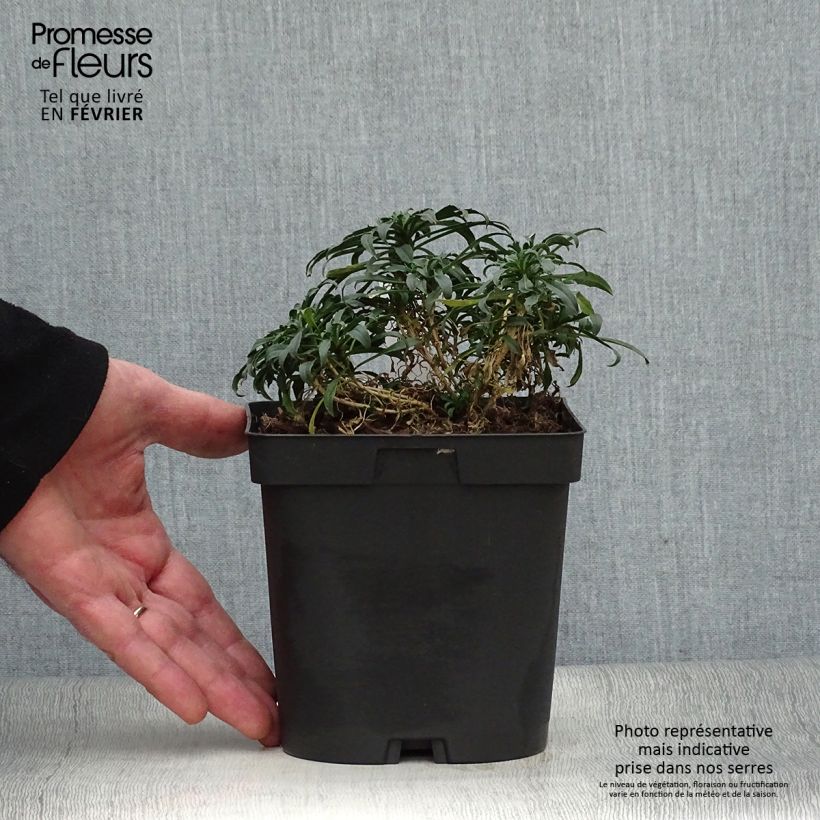 Amostra de Giroflée - Erysimum Constant Cheer Vaso de 2 L/3 L tal como entregue no inverno