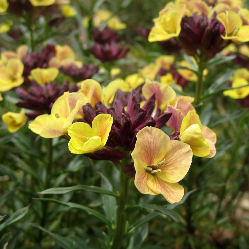 Erysimum John Codrington (Floração)