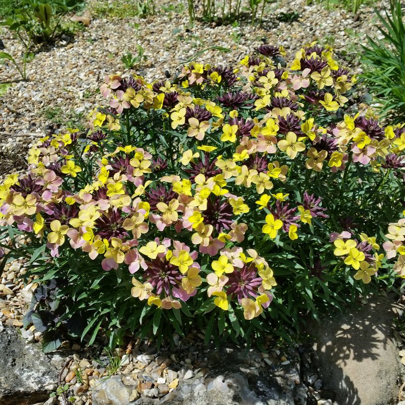 Erysimum John Codrington (Hábito)