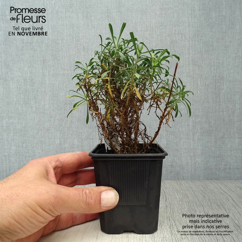 Amostra de Erysimum Bowles Mauve Vaso de 8/9 cm tal como entregue no outono