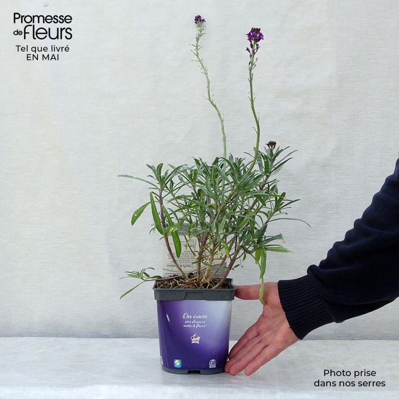 Amostra de Erysimum Bowles Mauve Vaso de 2 L/3 L tal como entregue na primavera