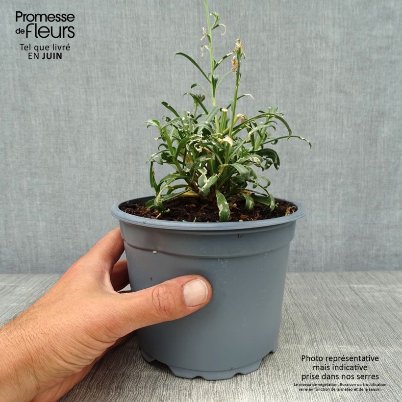 Amostra de Erysimum Bowles Mauve Vaso de 2 L/3 L tal como entregue no verão