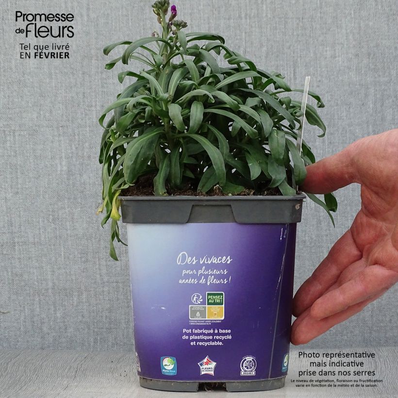 Amostra de Giroflée arbustive - Erysimum Bowles Mauve Vaso de 2 L/3 L tal como entregue no inverno