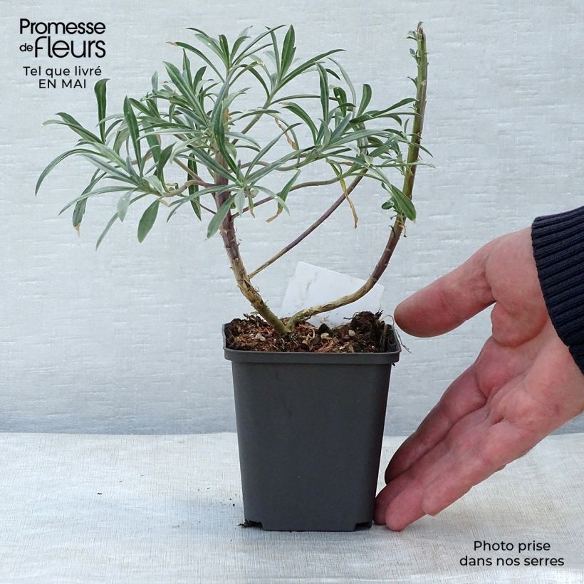 Amostra de Erysimum Bowles Mauve Vaso de 8/9 cm tal como entregue na primavera