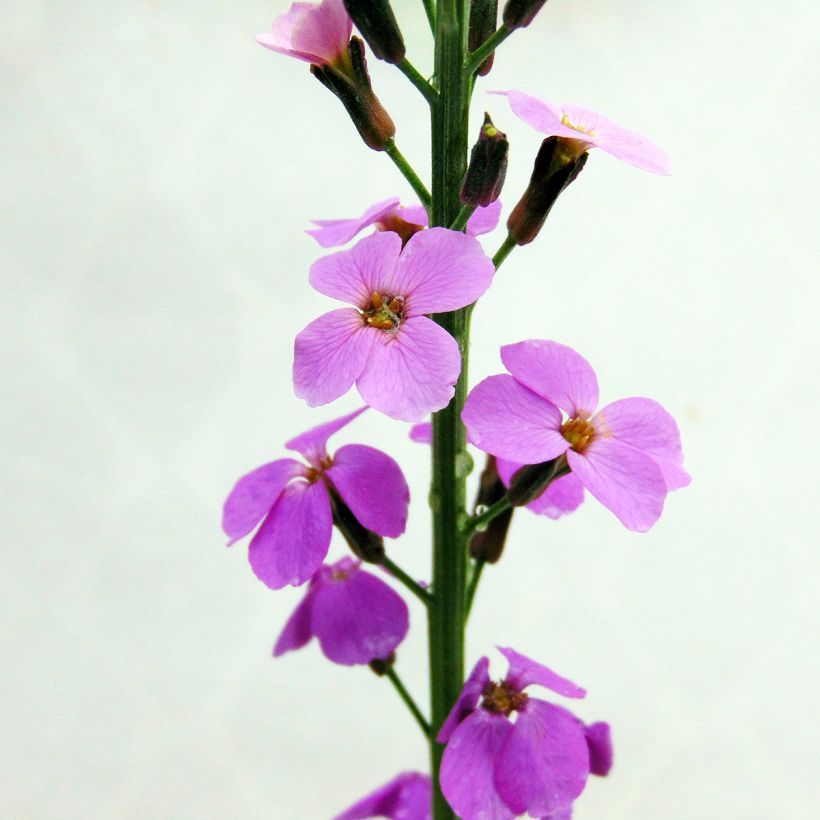 Erysimum Bowles Mauve (Floração)