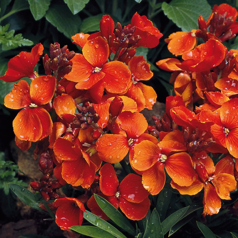 Erysimum Bedder Scarlet (Floração)