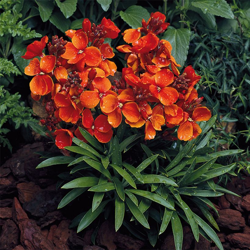 Erysimum Bedder Scarlet (Hábito)