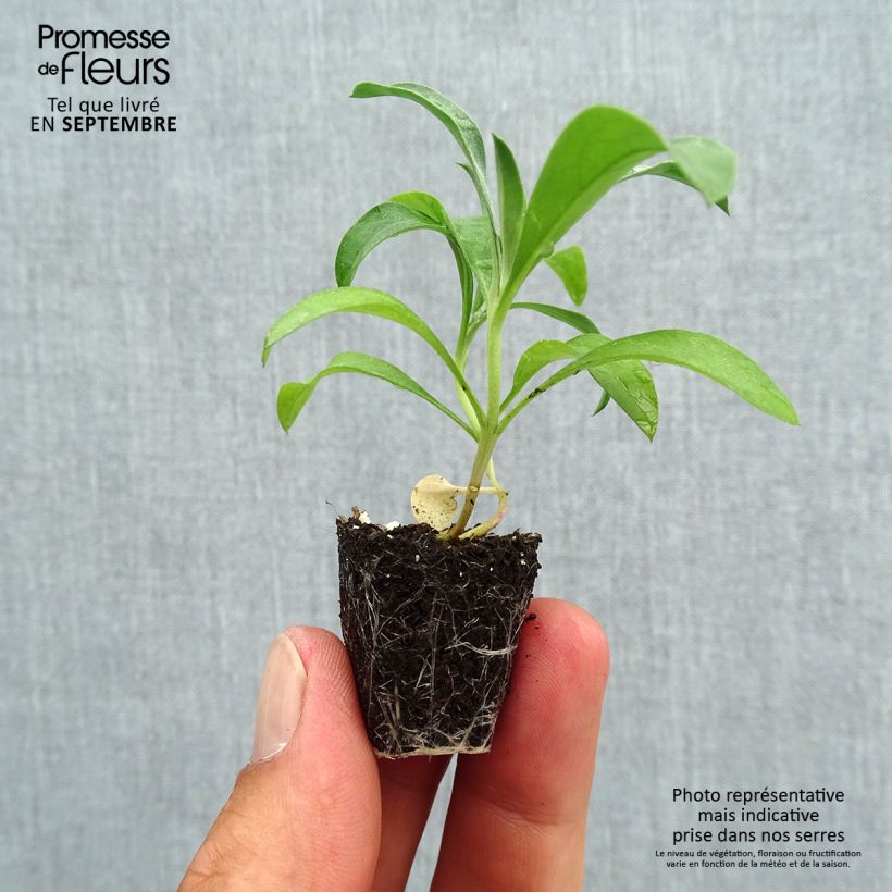 Amostra de Giroflée ravenelle Bedder Scarlet Mini-torrão Ø 3/4 cm tal como entregue no outono