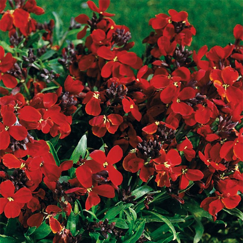 Erysimum Bedder Vulcan em sementes (Floração)