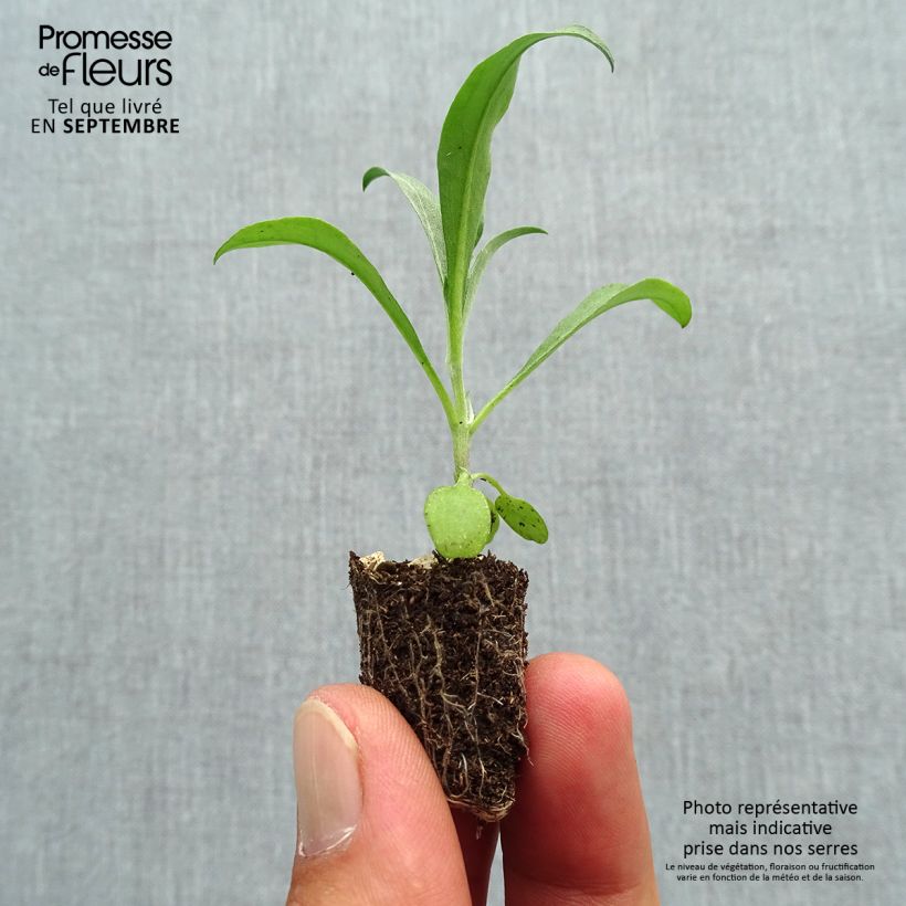 Amostra de Giroflée ravenelle Bedder Vulcan brune Mini-motte Ø 1,5/2,5 cm tal como entregue no outono