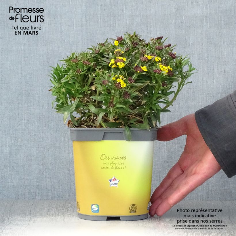 Amostra de Erysimum suffruticosum Gold Cup Vaso de 2 L/3 L tal como entregue na primavera