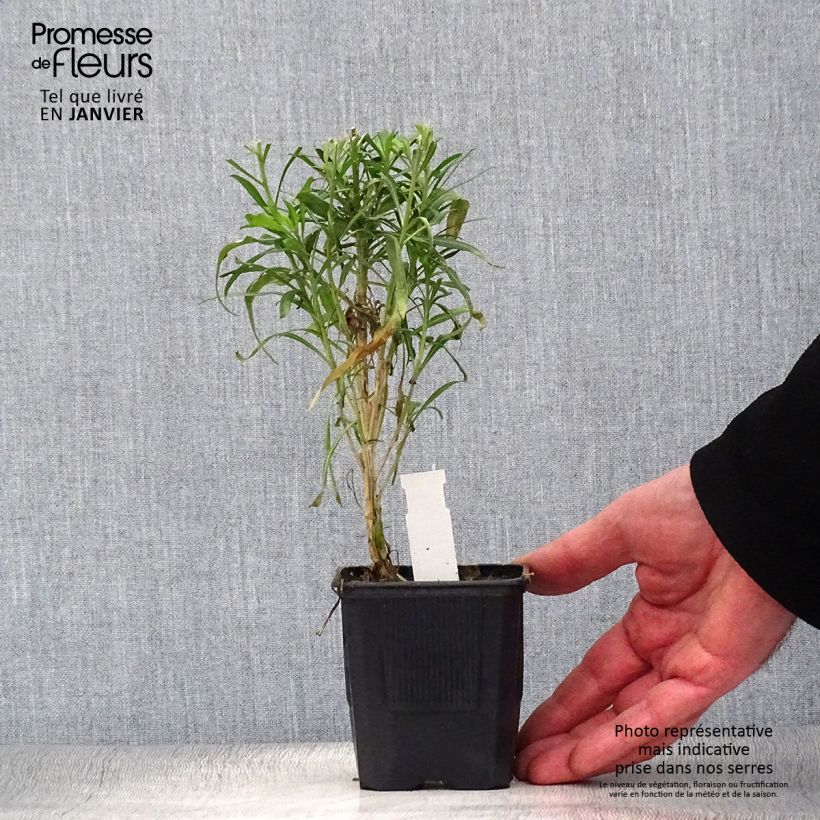 Amostra de Giroflée vivace - Erysimum Poem Lavender  Vaso de 8/9 cm tal como entregue no inverno