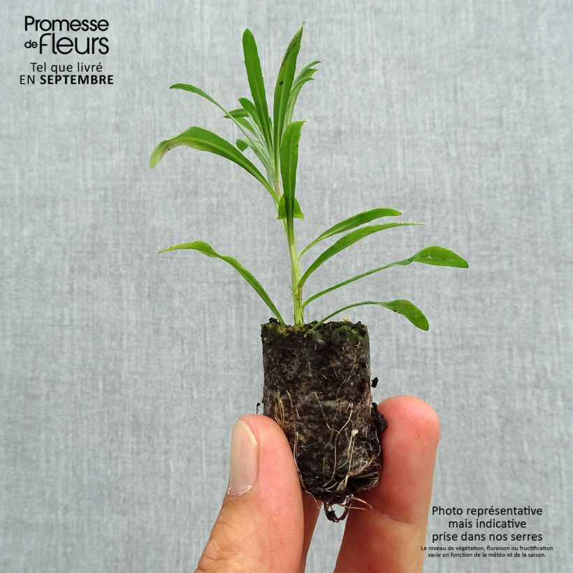 Amostra de Giroflée vivace - Erysimum Poem Lavender  Mini-torrão Ø 3/4 cm tal como entregue no outono