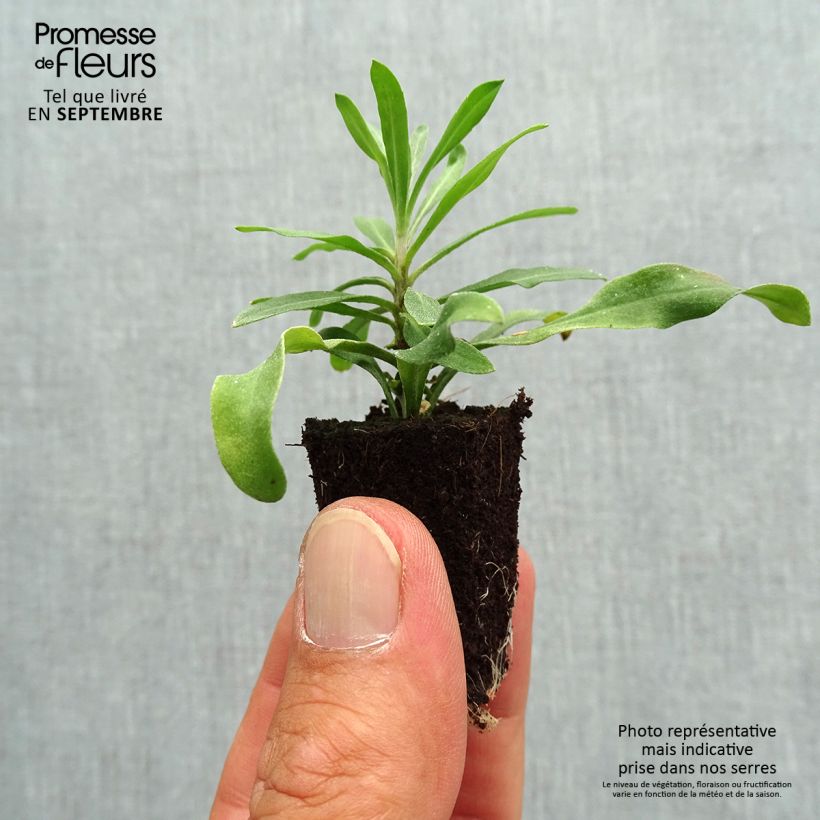 Amostra de Giroflée vivace - Erysimum Rysi Moon Mini-torrão Ø 3/4 cm tal como entregue no outono