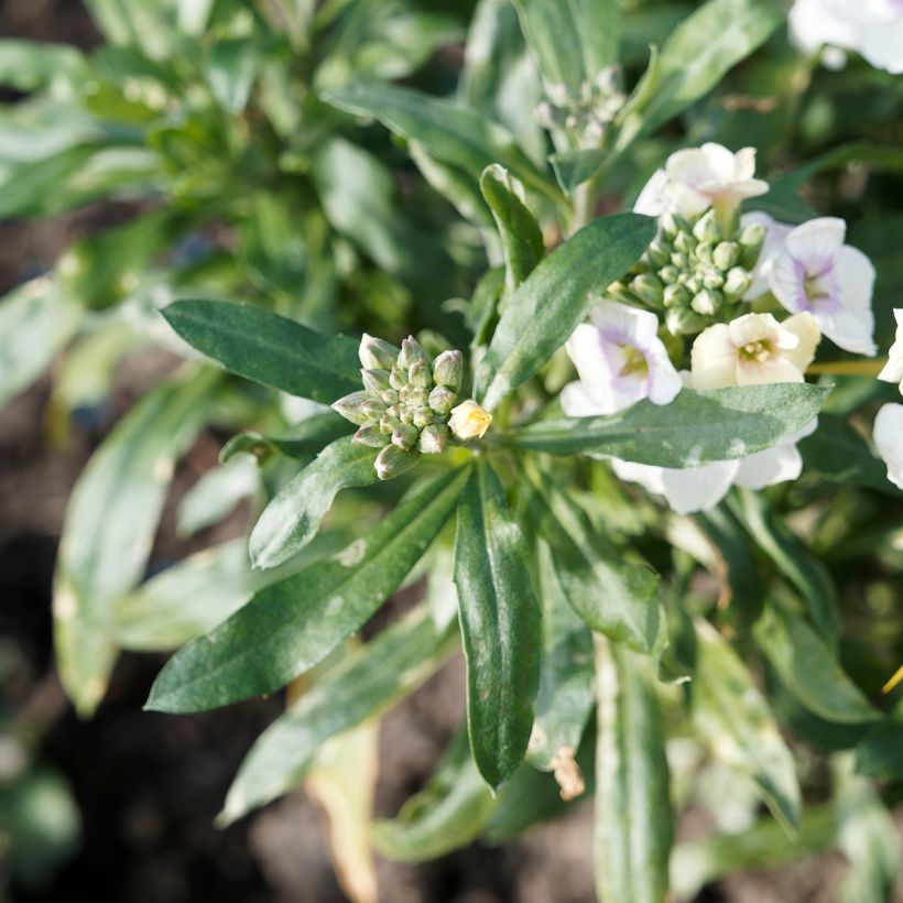 Erysimum Rysi Moon Improved (Folhagem)