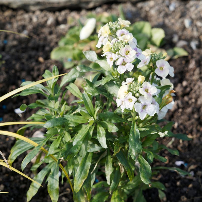 Erysimum Rysi Moon Improved (Hábito)