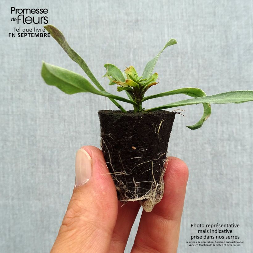 Amostra de Giroflée vivace - Erysimum Winter Charm Mini-torrão Ø 3/4 cm tal como entregue no outono