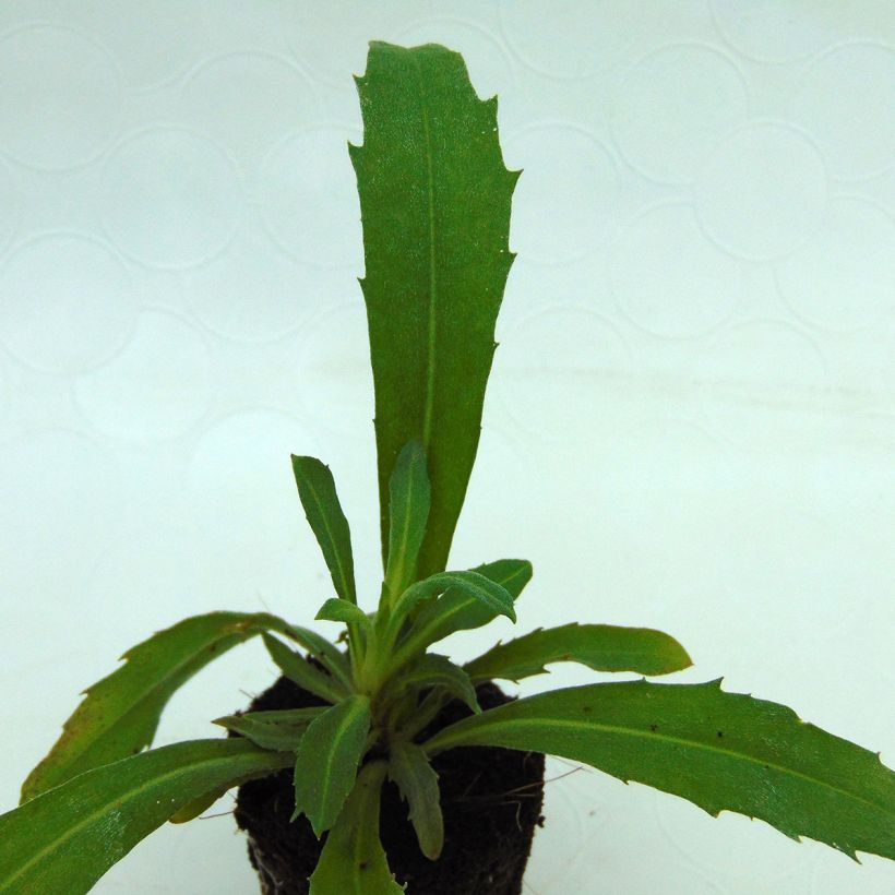 Erysimum Winter Joy Improved (Folhagem)