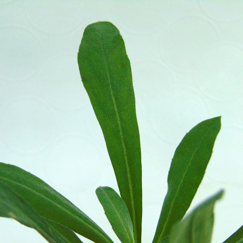 Erysimum Winter Light (Folhagem)