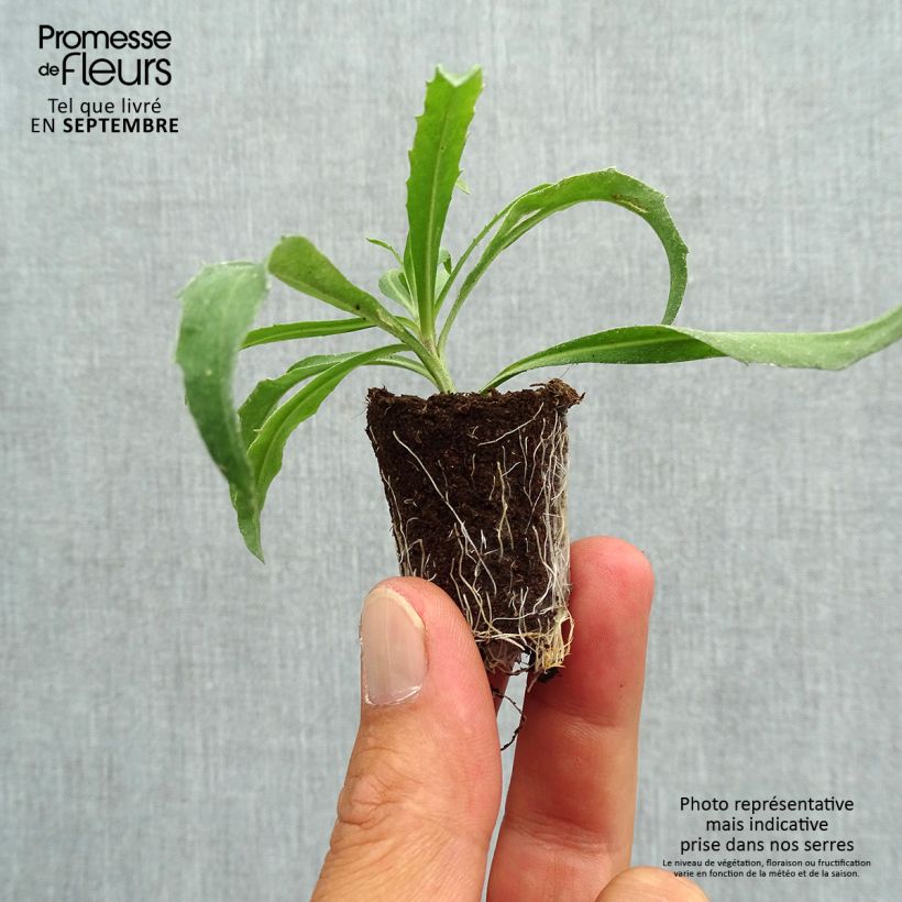 Amostra de Giroflée vivace - Erysimum Winter Orchid Mini-torrão Ø 3/4 cm tal como entregue no outono