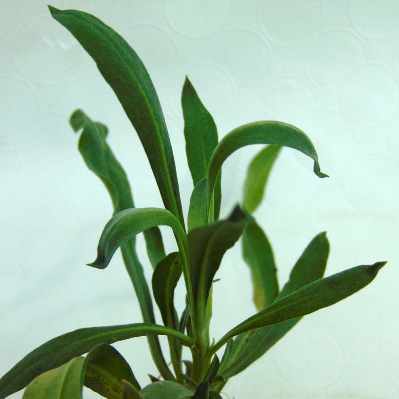 Erysimum Winter Passion (Folhagem)