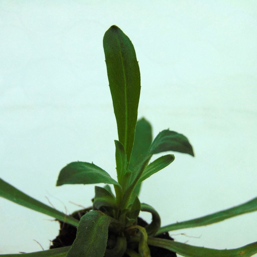 Erysimum Winter Romance em minimottes (Folhagem)