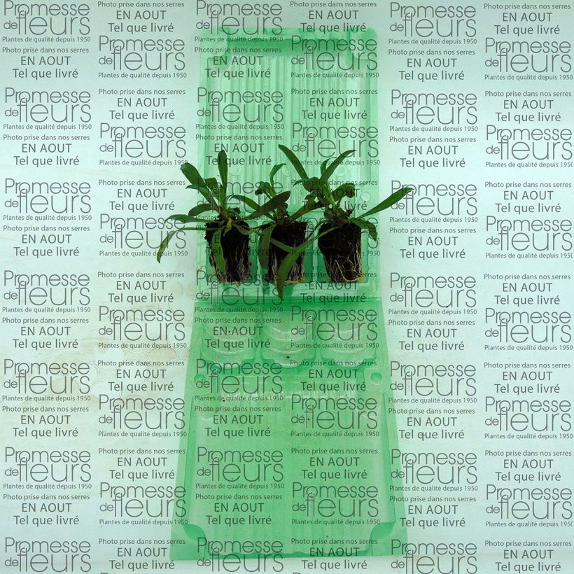 Exemplo de amostra de Giroflée vivace - Erysimum Winter Romance Mini-mottes Mini-torrão Ø 3/4 cm tal como entregue