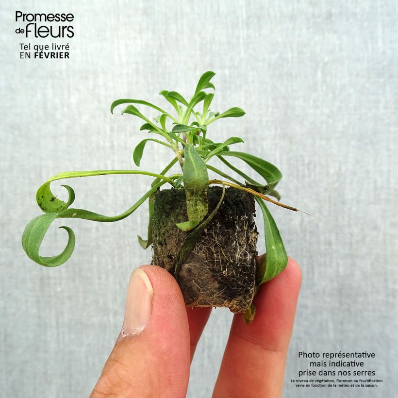 Amostra de Giroflée vivace - Erysimum cheiri Artist Gogh's Gold Mini-motte Ø 1,5/2,5 cm tal como entregue no outono