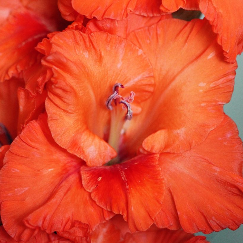 Gladíolo Wig's Sensation (Floração)